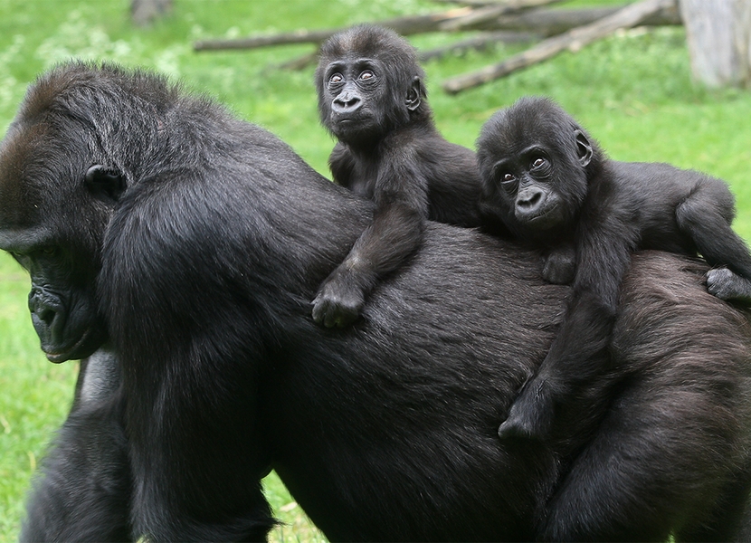 Bekijk de gorilla's in hun eigen leefomgeving in Burgers Zoo.