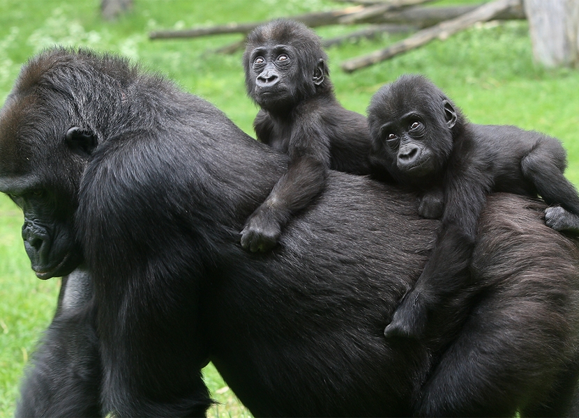 Beobachten Sie die Gorillas in ihrem eigenen Lebensraum im Burgers Zoo.