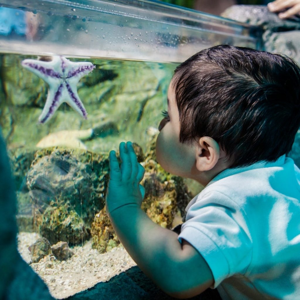 Sea Life Scheveningen