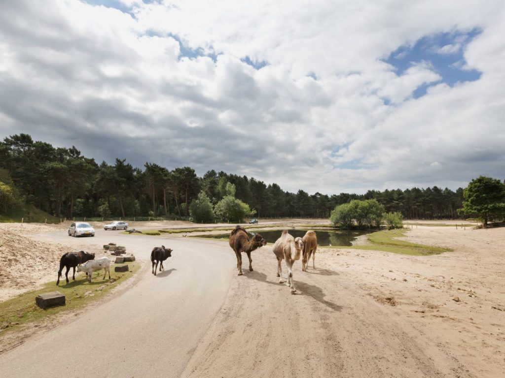 Geniet van diverse safri's in de Beekse Bergen