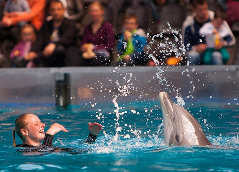 Spetterende aquashow in winter boudewijn seapark