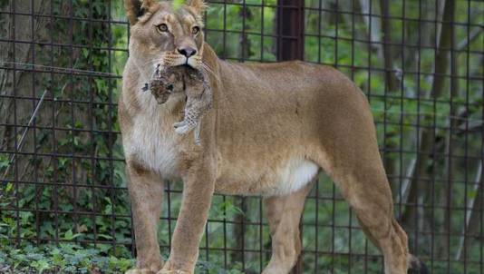 4 leefgebieden met een diversiteit aan dieren in GaiaZOO