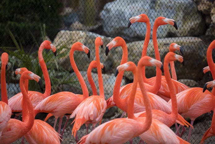 de grootste flamingo kolonie in GaiaZOO