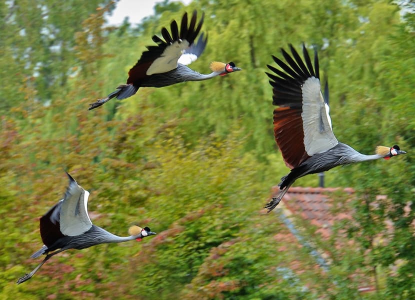 Exotische vogels bekijken