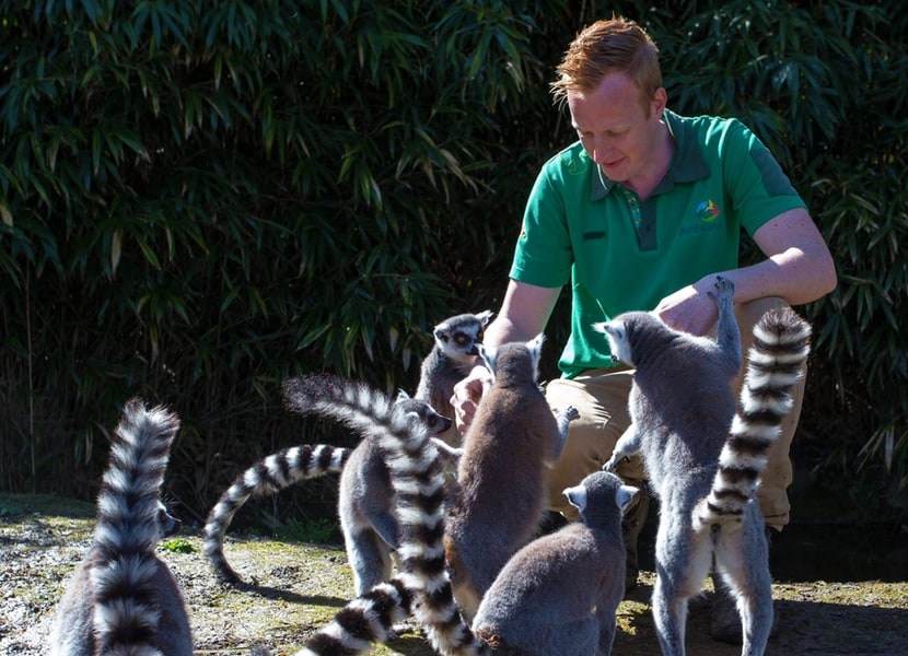 Kattas in der Avifauna Alphen aan den Rijn