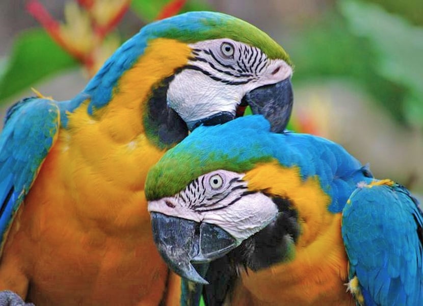 Everything about parrots in Zoo Veldhoven