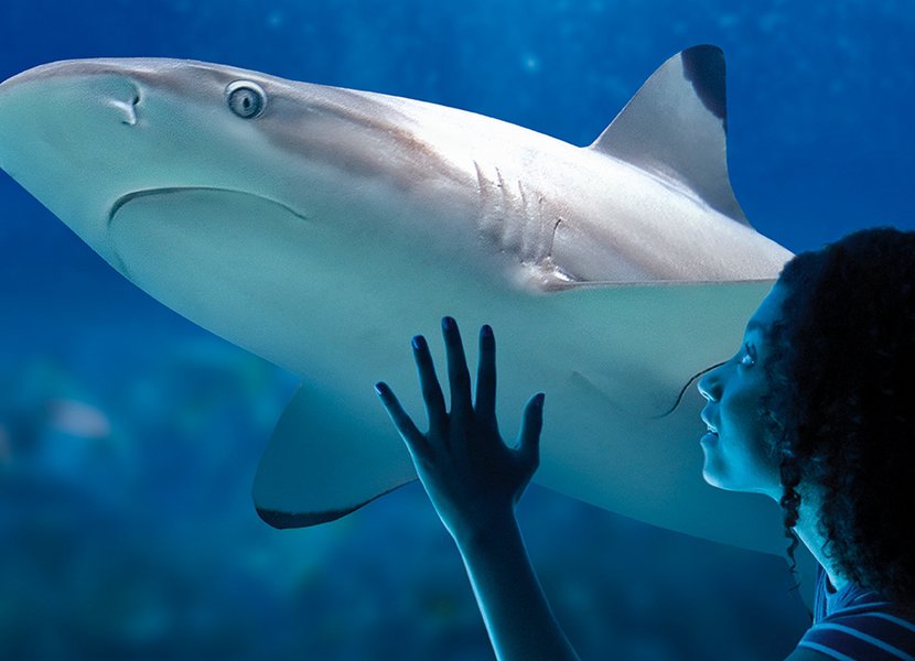 Bekijk de dieren van wel heel erg dichtbij in Sea Life Blakenberge in België