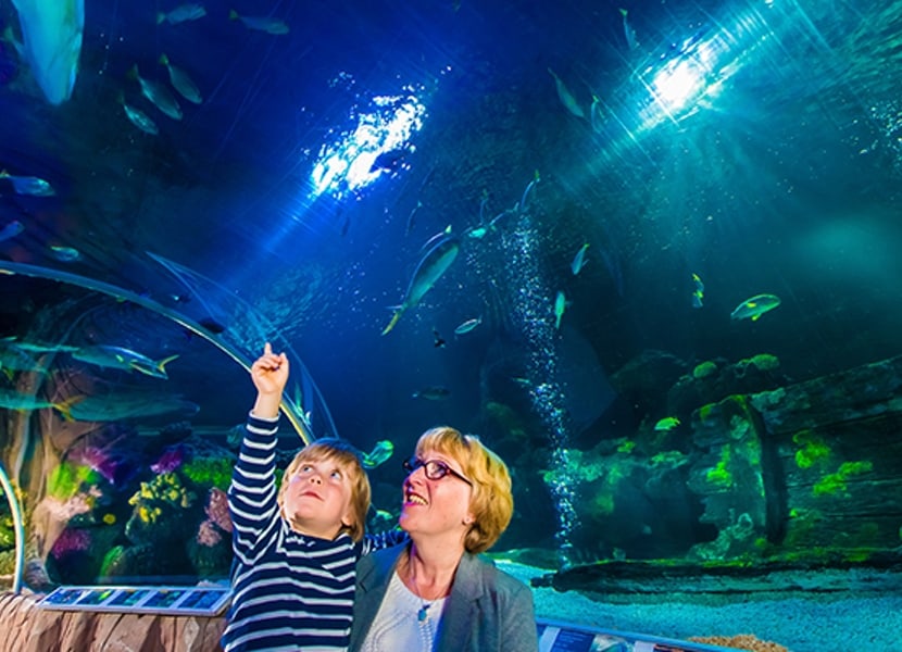 De Ocean Tunnel in Sea Life Blankenberge