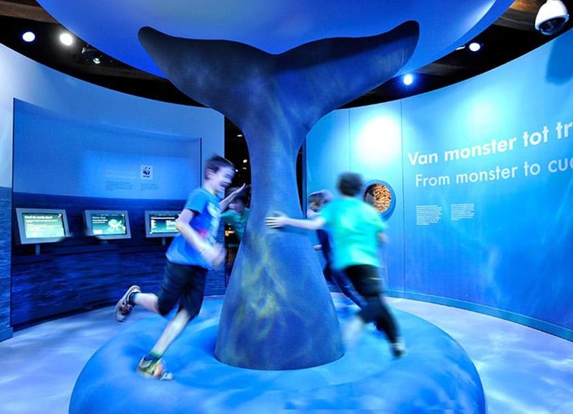Learn all about whales at the Amsterdam Maritime Museum