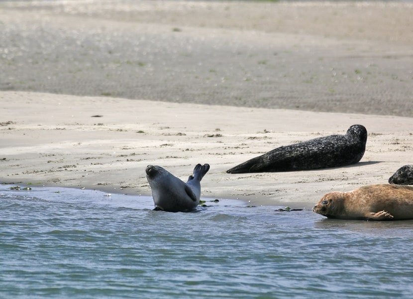 Seal safari from Bruinisse