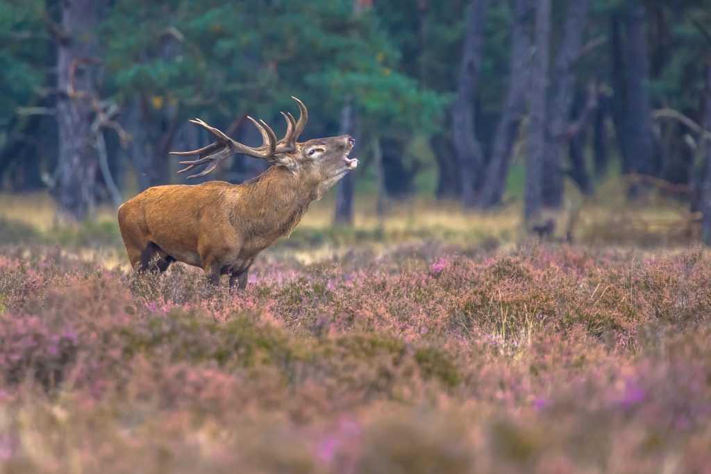 Nationaal Park Hoge Veluwe