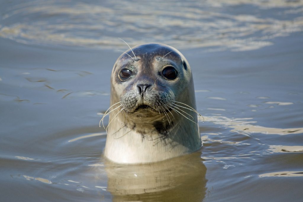 Ga jij een zeehond spotten tijdens een vakantie in Roompot Vakantiepark?