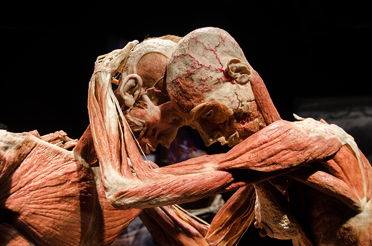 Spraakmakende expositie van Body Worlds