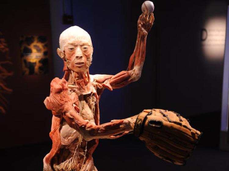 Body Worlds