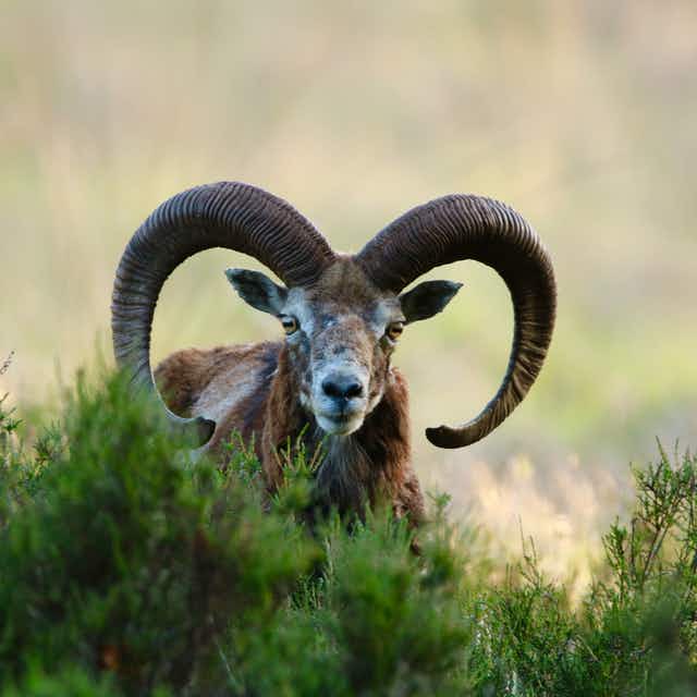 Nationaal Park Hoge Veluwe