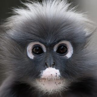 Prachtige dieren in een unieke omgeving in Burgers Zoo
