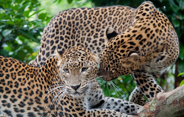 Die Leoparden haben auch viel Platz.