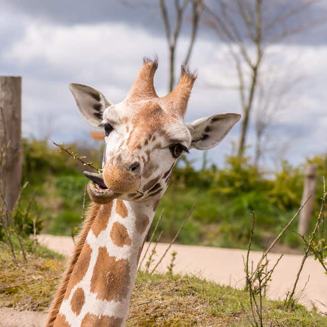 O wat zijn ze groot en hebben een paarse tong, de giraffen in Wildlands Emmen