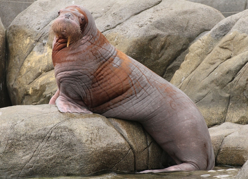 Winter Dolfinarium Harderwijk