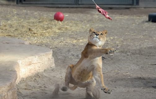 Studieren Sie das Verhalten der Tiger während des einzigartigen Tiger-Workshops