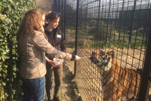 Zelf de tijgers voeren tijdens de tijger workshop