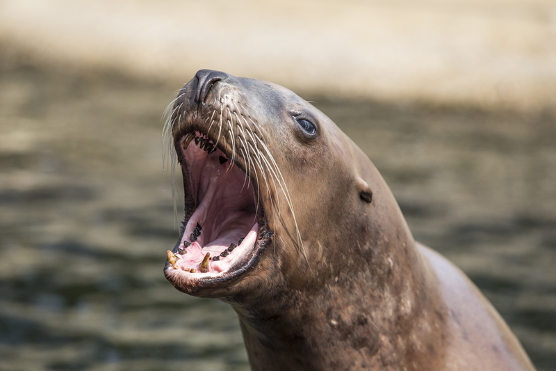 Bekijk de ondeugende zeeleeuwenshow in het Dolfinarium in Harderwijk