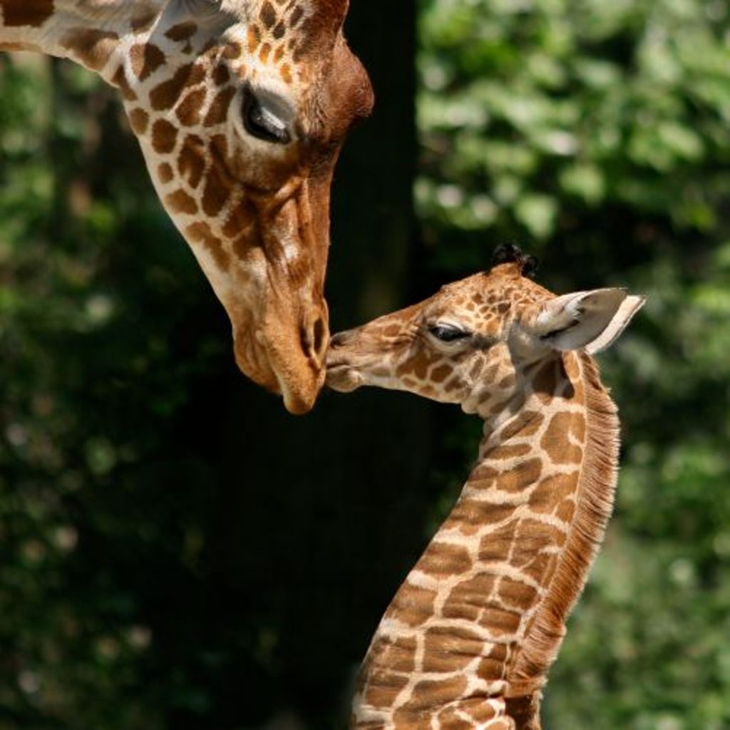 Dierentuin Artis