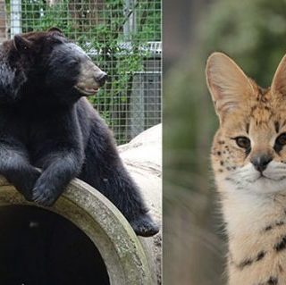 Exotischer dieren in Dierenpark Zie-ZOO