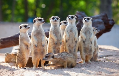 Grappige stokstaartjes in Dierenpark Zie-ZOO