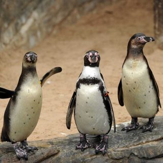 Sea Life Scheveningen