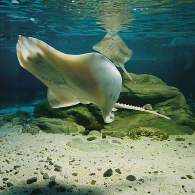 Majestätische Strahlen im Sea Life Scheveningen