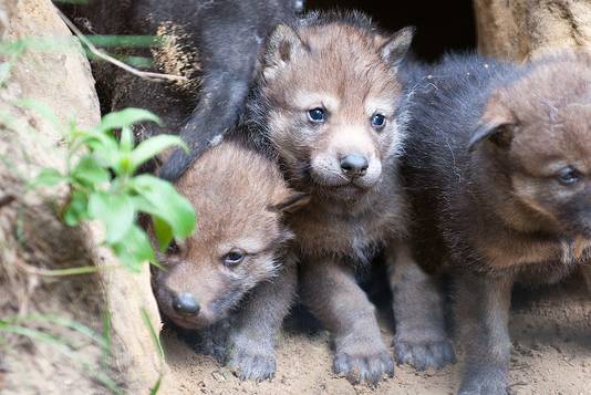 Jonge wolven in Dierenpark Amersfoort.