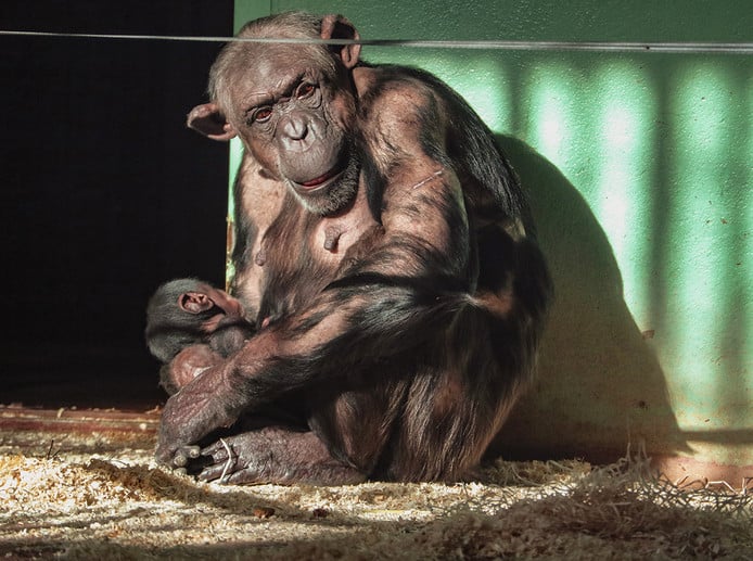 Jonge aapjes in dierenpark Amersfoort.