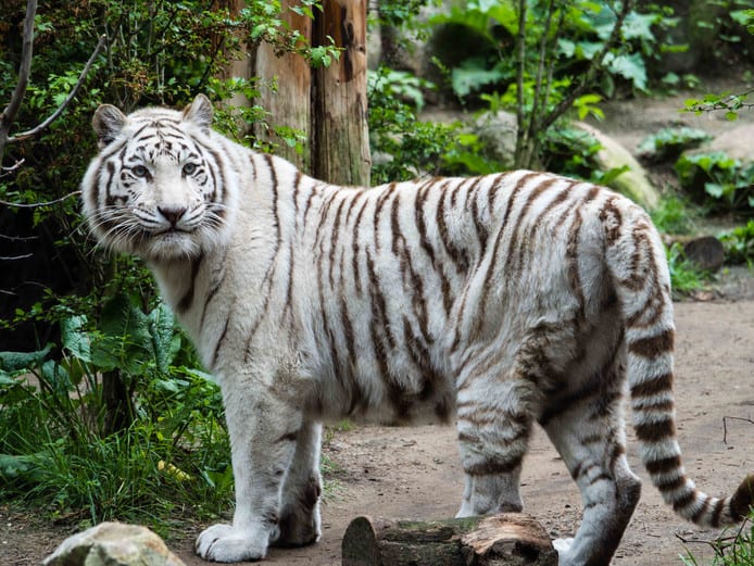 De witte tijger in dierenpark Amersfoort.