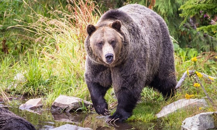 Grizzly beren of zwarte beren spotten tijdens je camperreis Canada.
