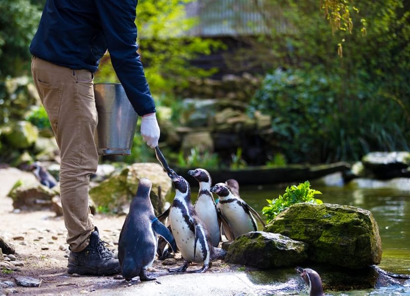 Pinguine im Avifauna Bird Park