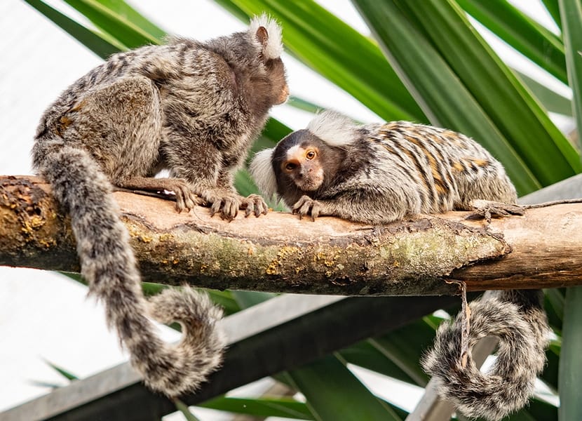 Almere Jungle Dierenpark is een dierentuin, zorginstelling en botanische tuin in één