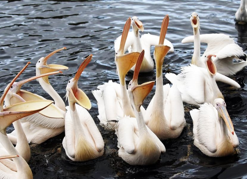 Pelikane im Vogelpark Avifauna