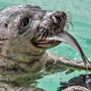 Het centrum voor zeehonden Pieterburen