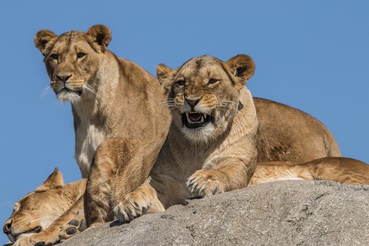 Wildlands oftwel de dierentuin Emmen