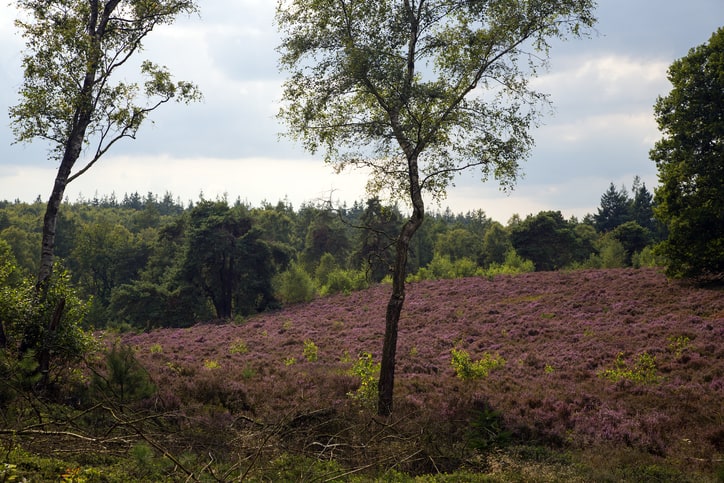 Nationaal Park de Sallandse Heuvelrug