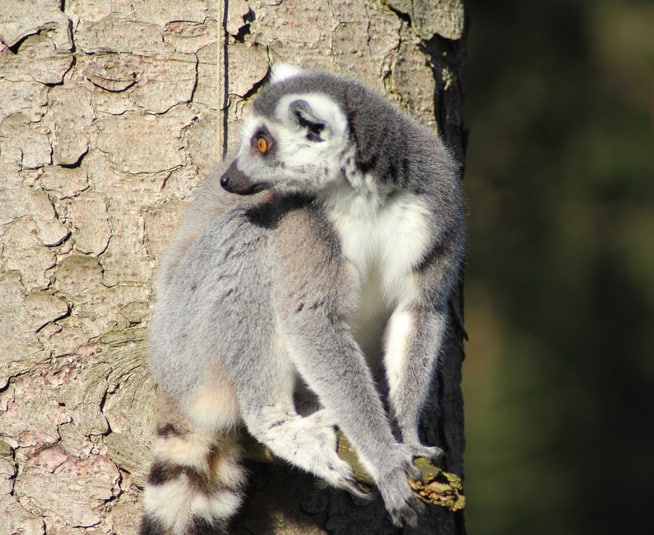 Dierenpark Amersfoort