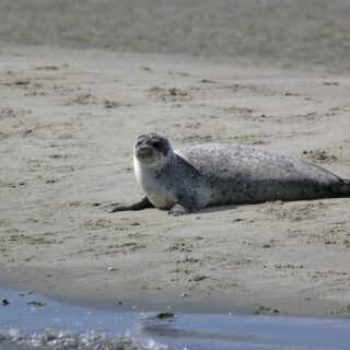 Zeehondensafari