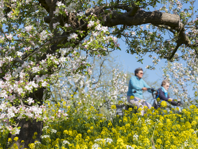 Mooiste fietsgebieden van Nederland, de Betuwe