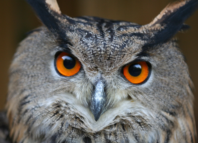 Dierenpark De Oliemeulen