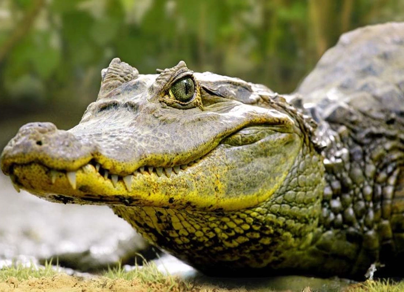 ZooParc Overloon