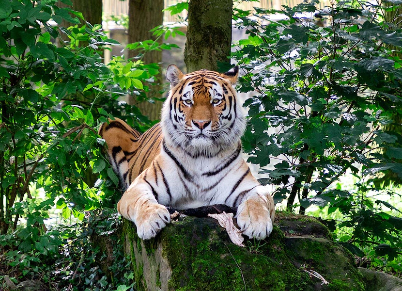 Ouwehands Dierenpark Rhenen