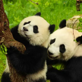 Ouwehands Dierenpark