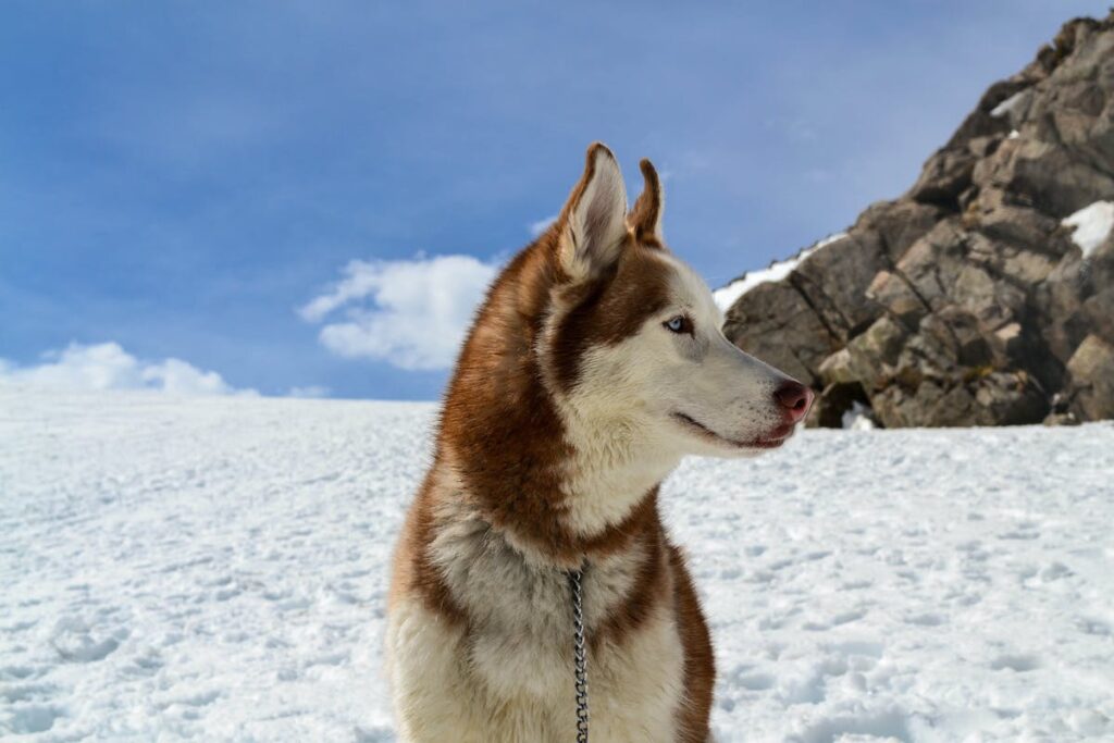 Huskey honden