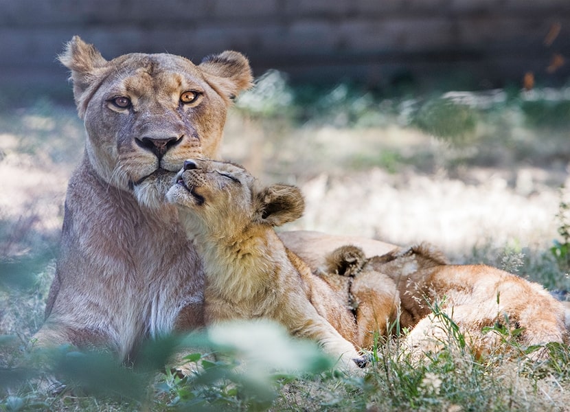 Thoiry Zoo Safari Park